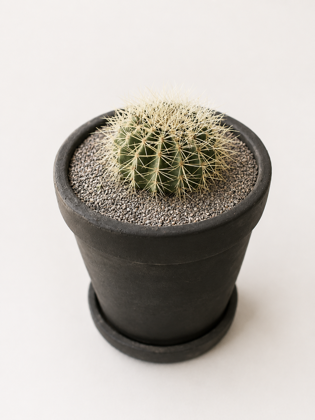 Asiento de Suegra (Echinocactus Grusonii)