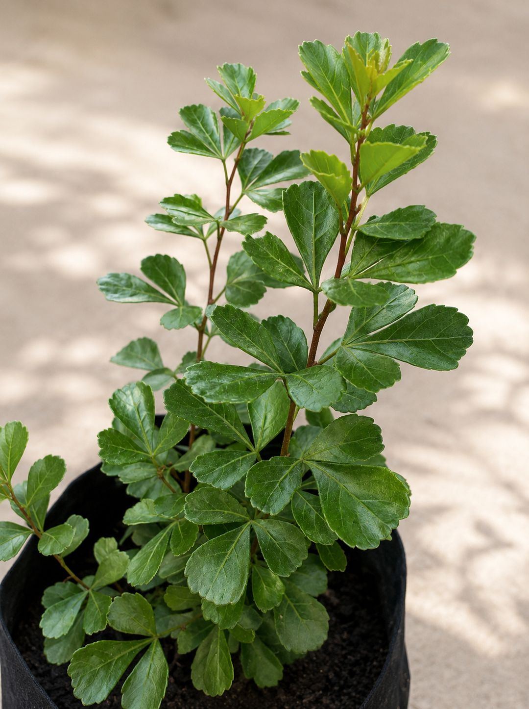 Crenata (Rhus Crenata)