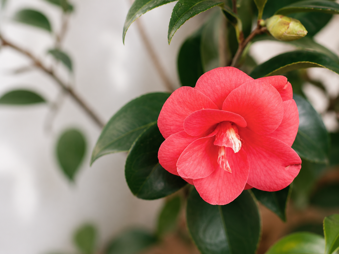 Celia XL (Camelia)