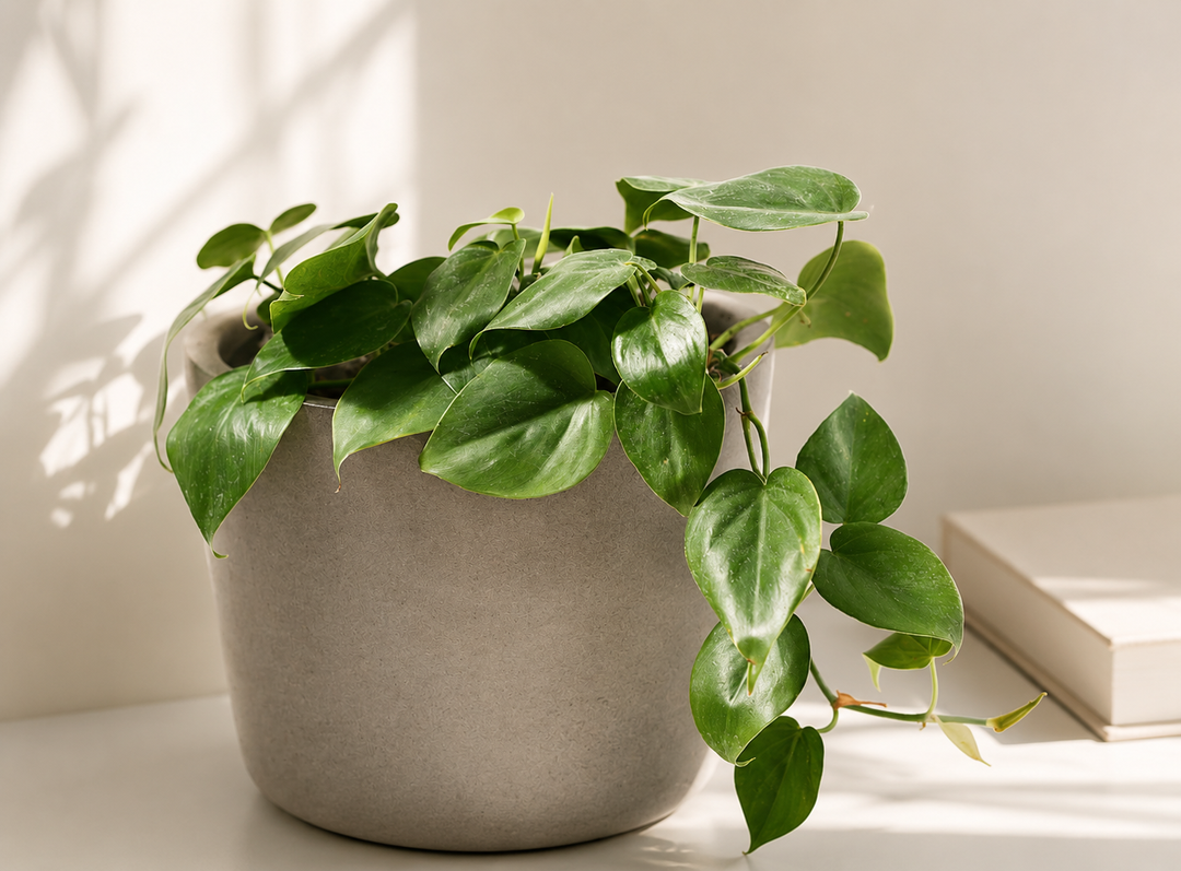 Colomba Verde M (Philodendron Cordatum)