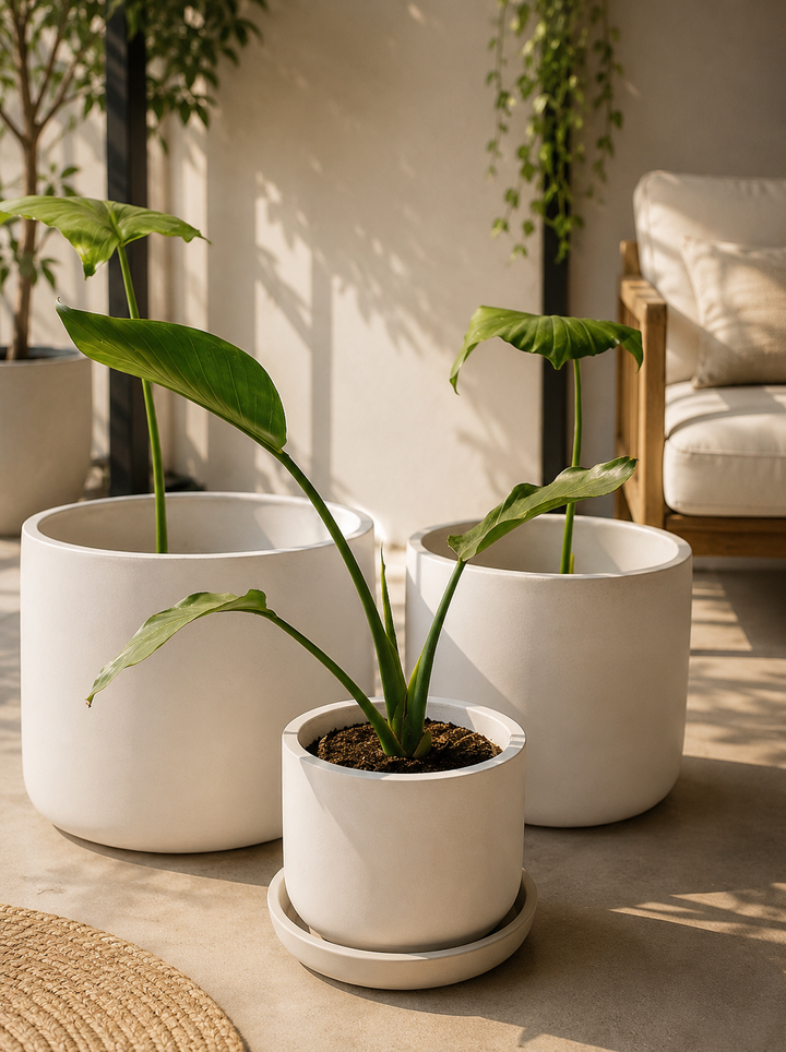 Nicolas M (Strelitzia Nicolai)