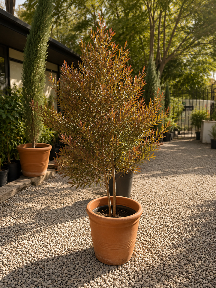 Stenocarpus Pie Alto XXXL