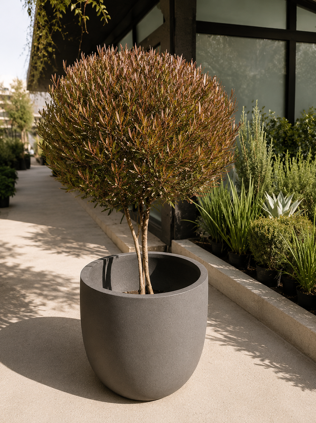 Stenocarpus Pie Alto XXXL