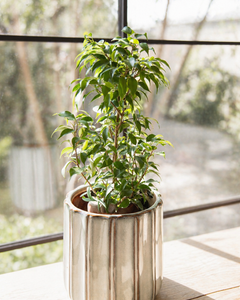 Bill L (Ficus Benjamina)