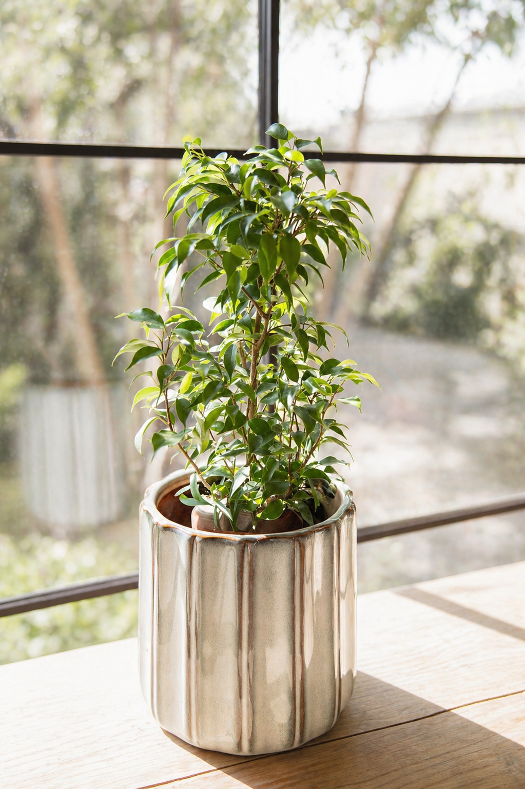 Bill L (Ficus Benjamina) - Macetero Plástico