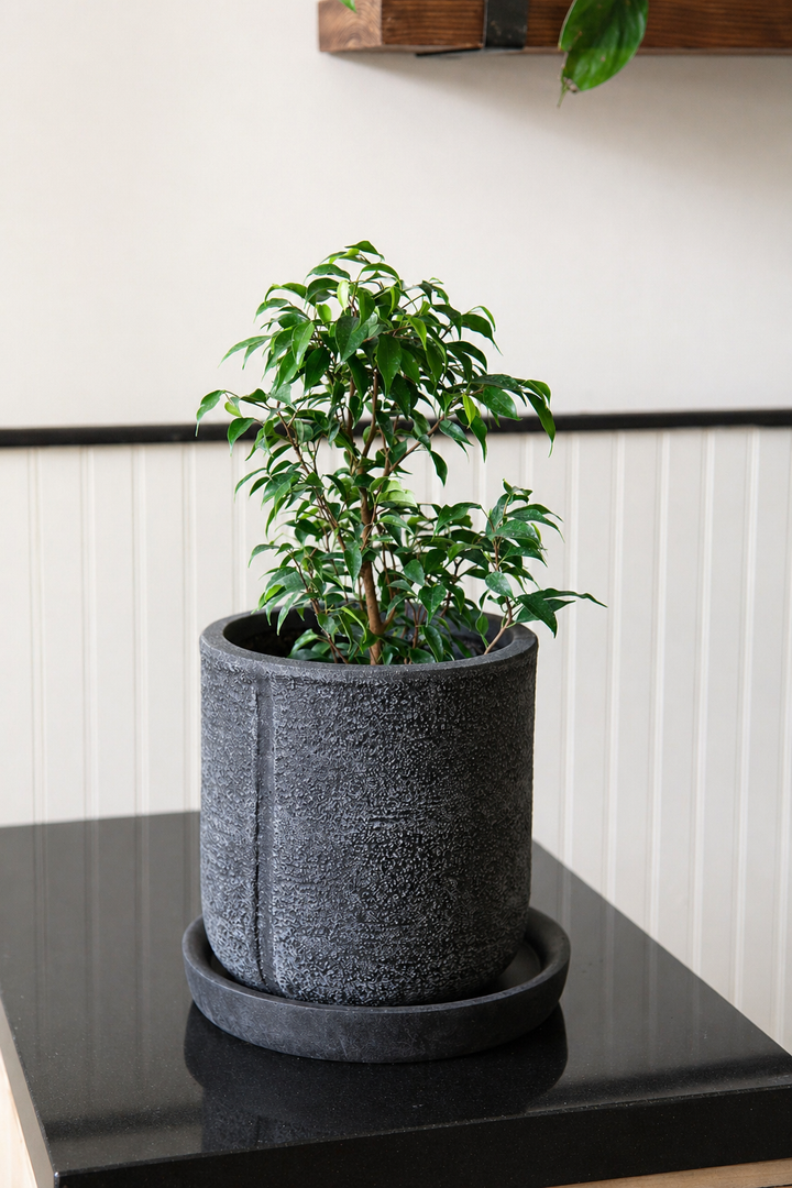 Bill L (Ficus Benjamina)