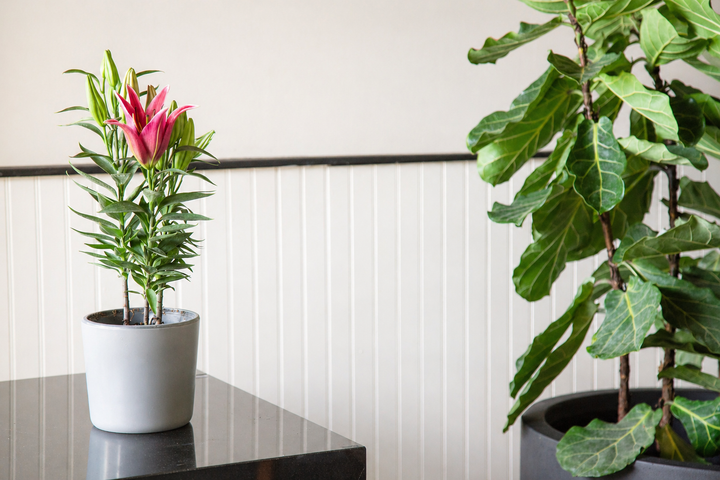 Lili (Lilium Oriental)