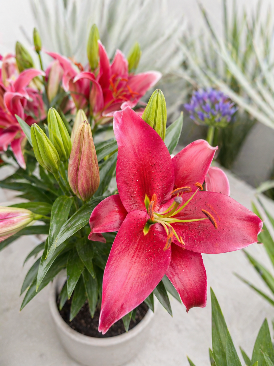 Lili (Lilium Oriental)