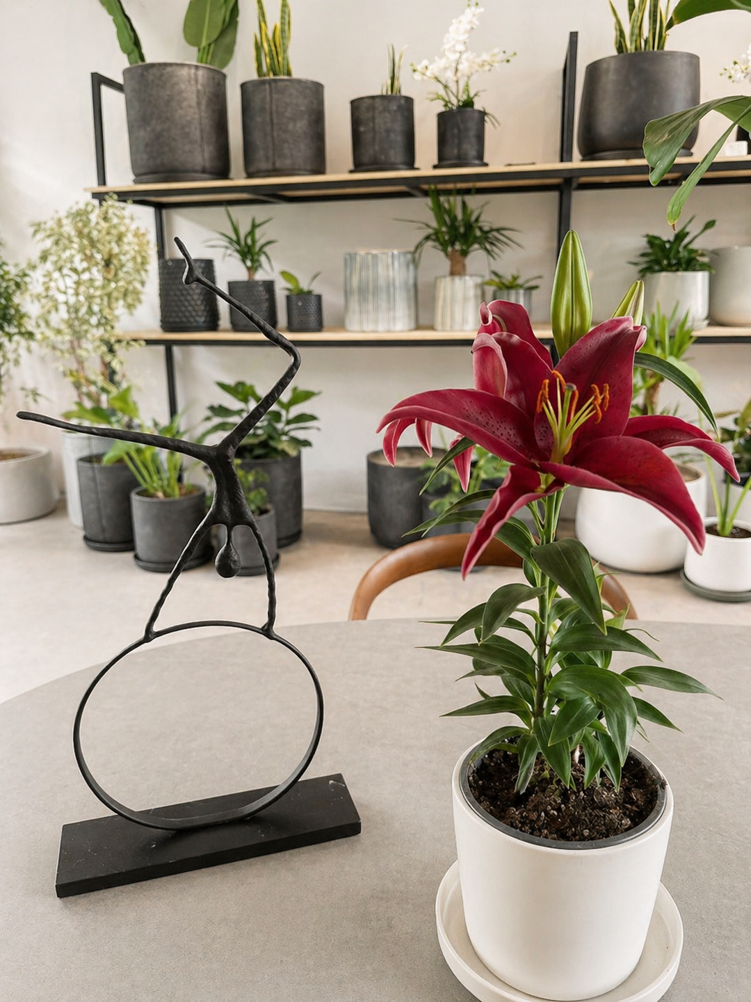 Lili (Lilium Oriental)