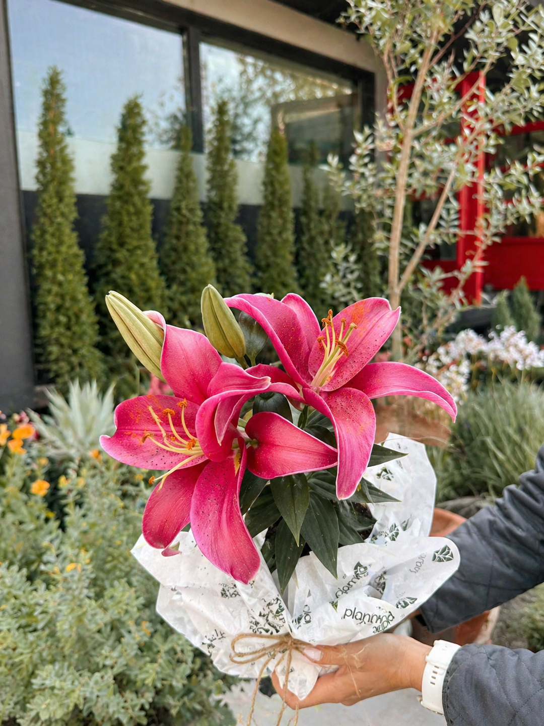 Lili (Lilium Oriental)