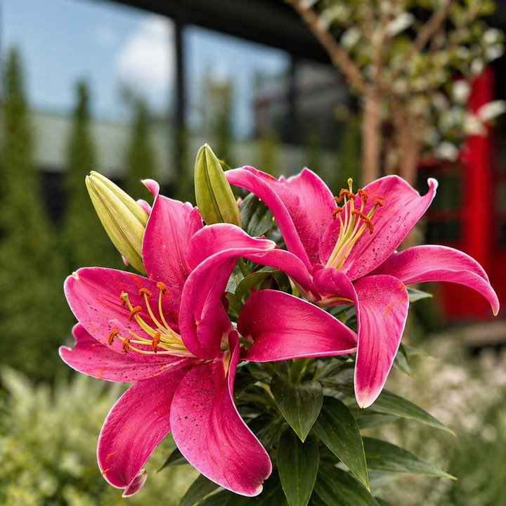 Lili (Lilium Oriental)