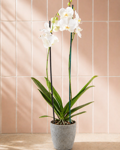 Úrsula Blanca (Orquídea Grande)