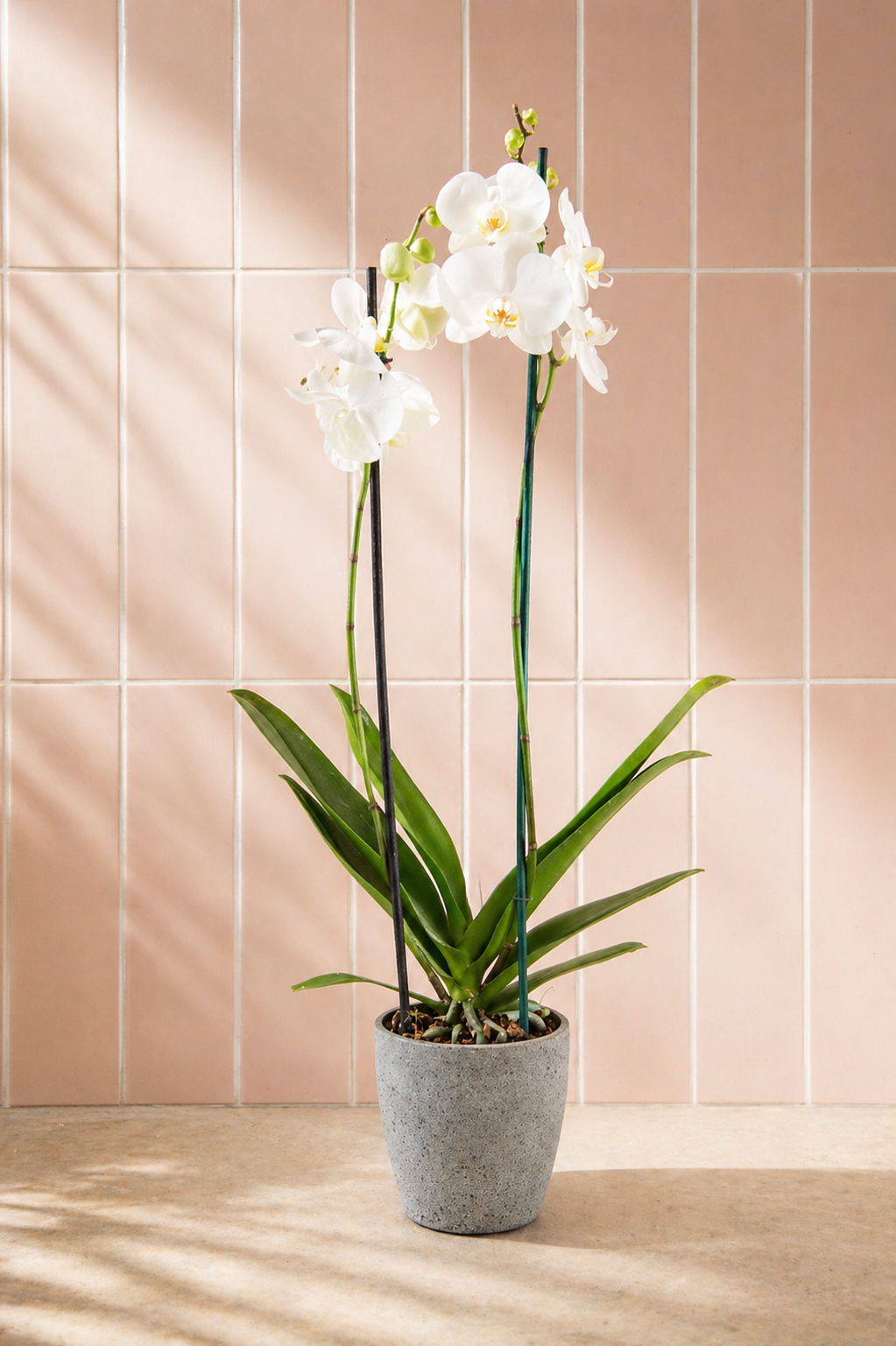 Úrsula Blanca (Orquídea Grande)