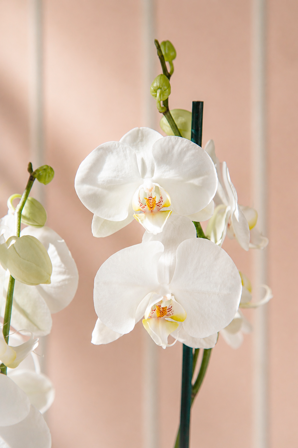 Úrsula Blanca (Orquídea Grande)