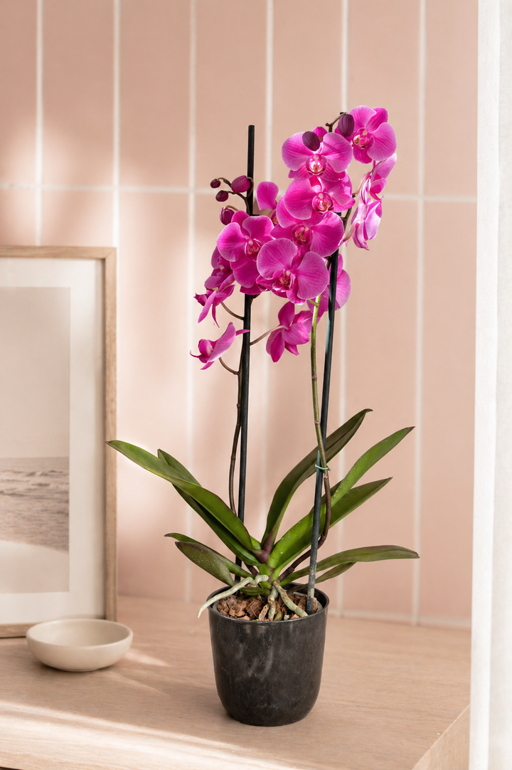 Úrsula Fucsia (Orquídea Grande)