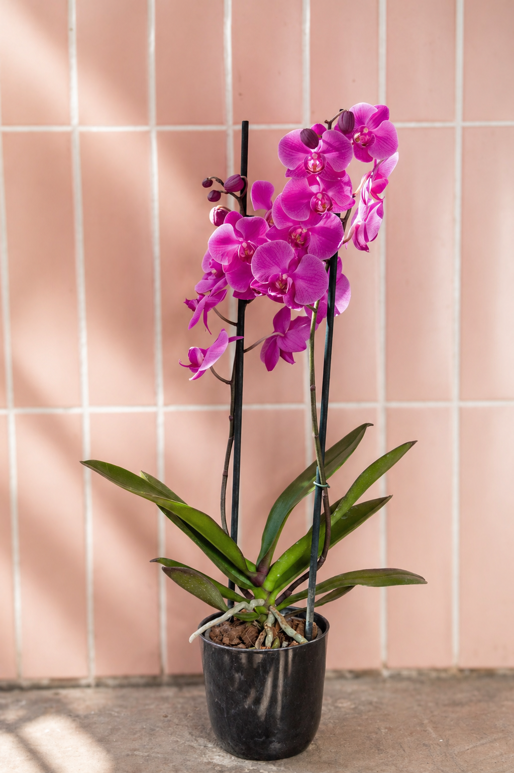 Úrsula Fucsia (Orquídea Grande)