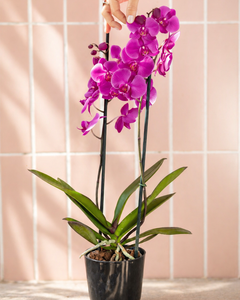 Úrsula Fucsia (Orquídea Grande)