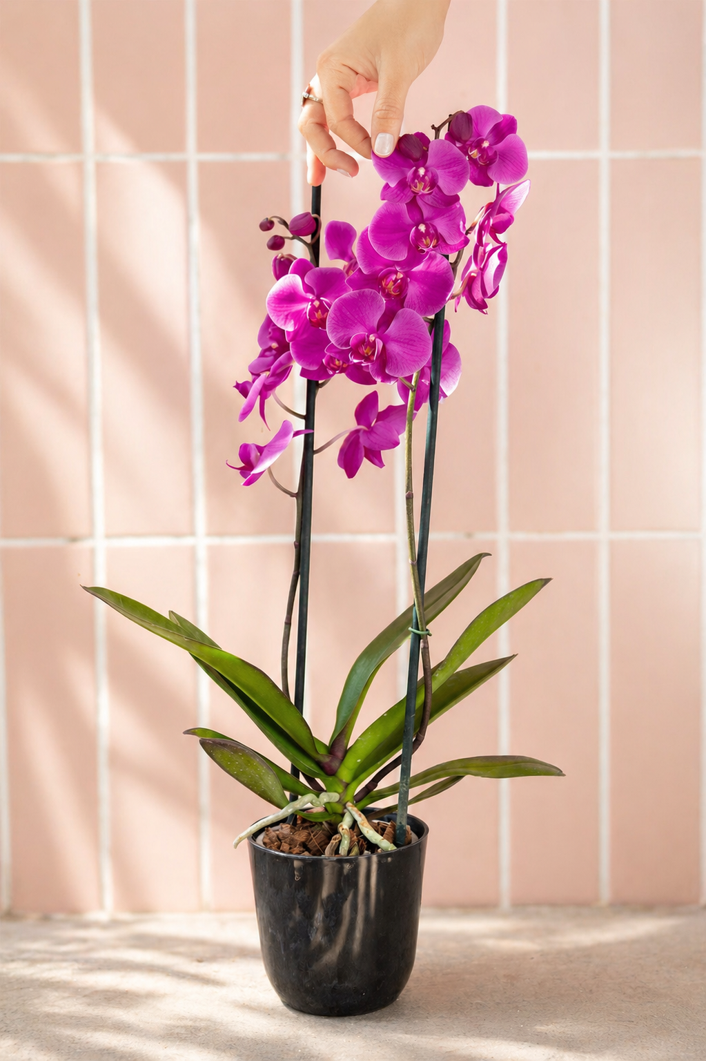 Úrsula Fucsia (Orquídea Grande)