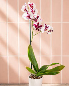 Úrsula Blanca con Fucsia (Orquídea Grande)