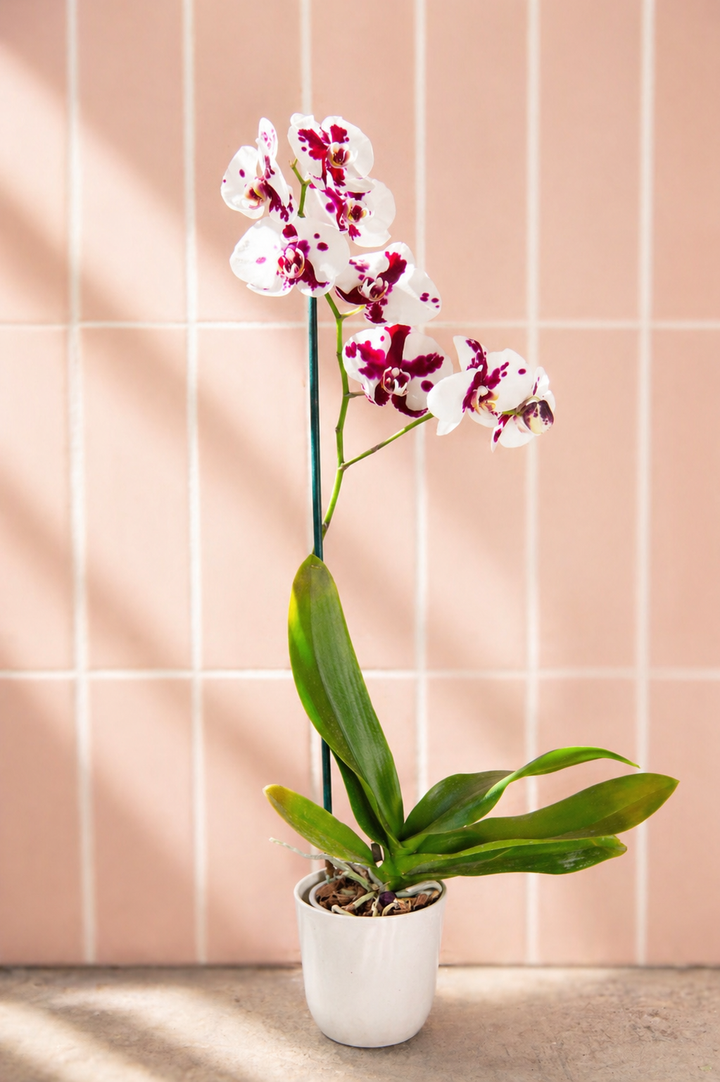 Úrsula Blanca con Fucsia (Orquídea Grande)