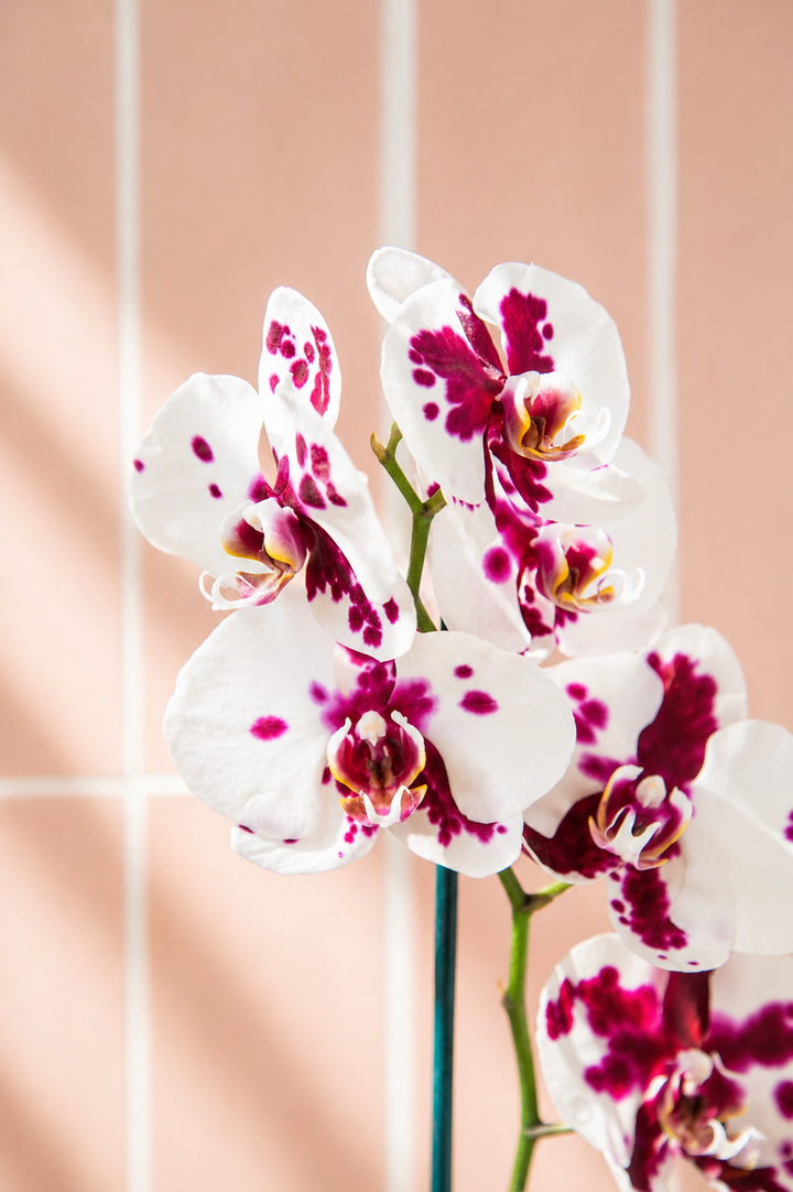 Úrsula Blanca con Fucsia (Orquídea Grande)