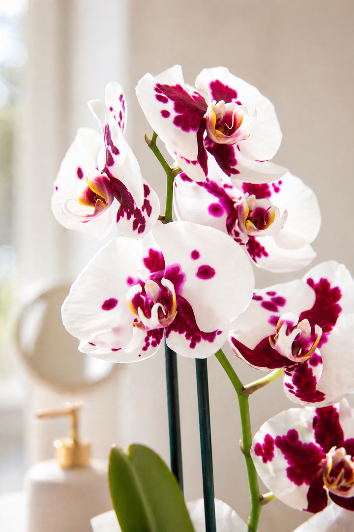 Úrsula Blanca con Fucsia (Orquídea Grande)