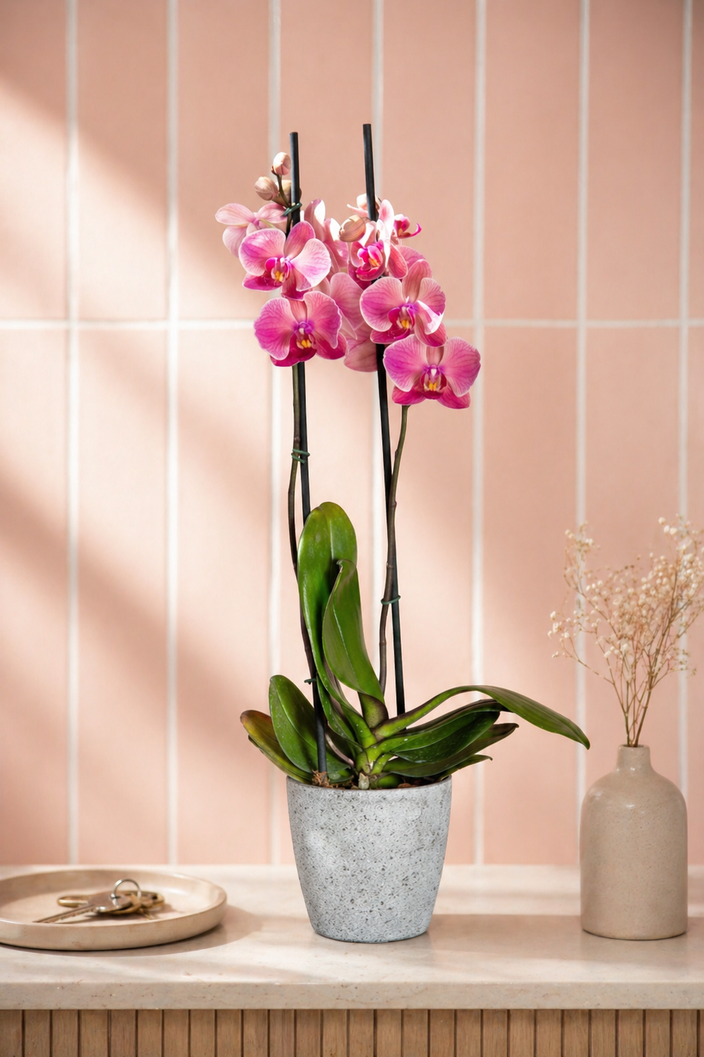 Úrsula Rosada (Orquídea Grande)