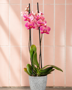 Úrsula Rosada (Orquídea Grande)