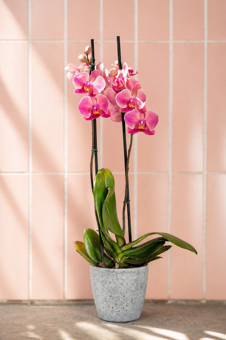 Úrsula Rosada (Orquídea Grande)