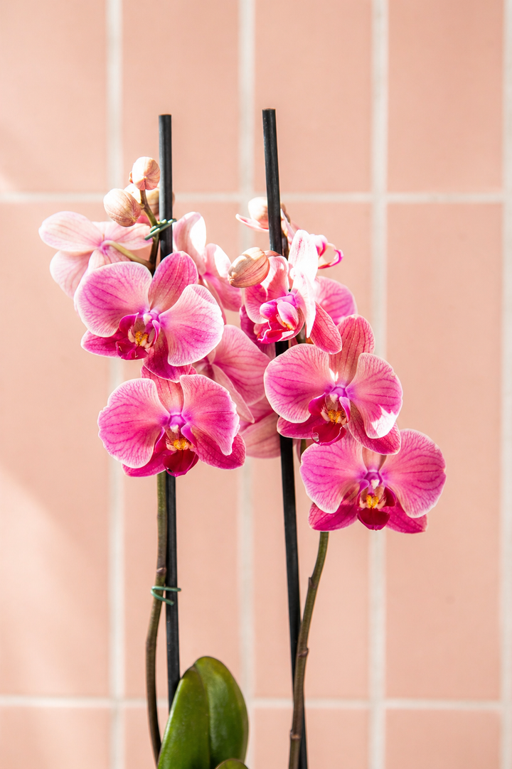Úrsula Rosada (Orquídea Grande)