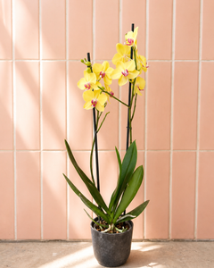 Úrsula (Orquídea Grande)