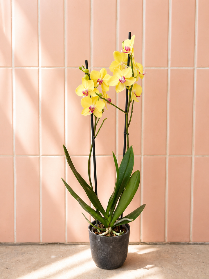 Úrsula Amarilla (Orquídea Grande)