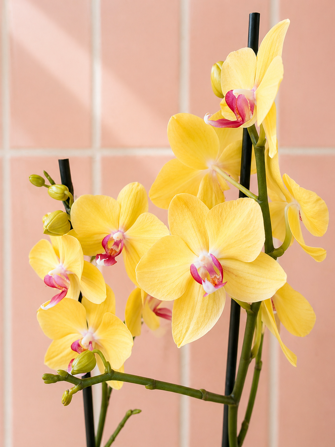 Úrsula Amarilla (Orquídea Grande)