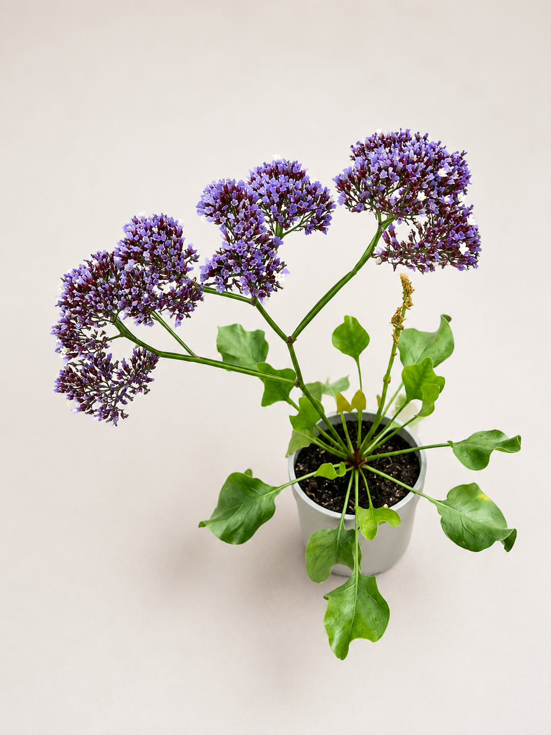 Limonium perezii