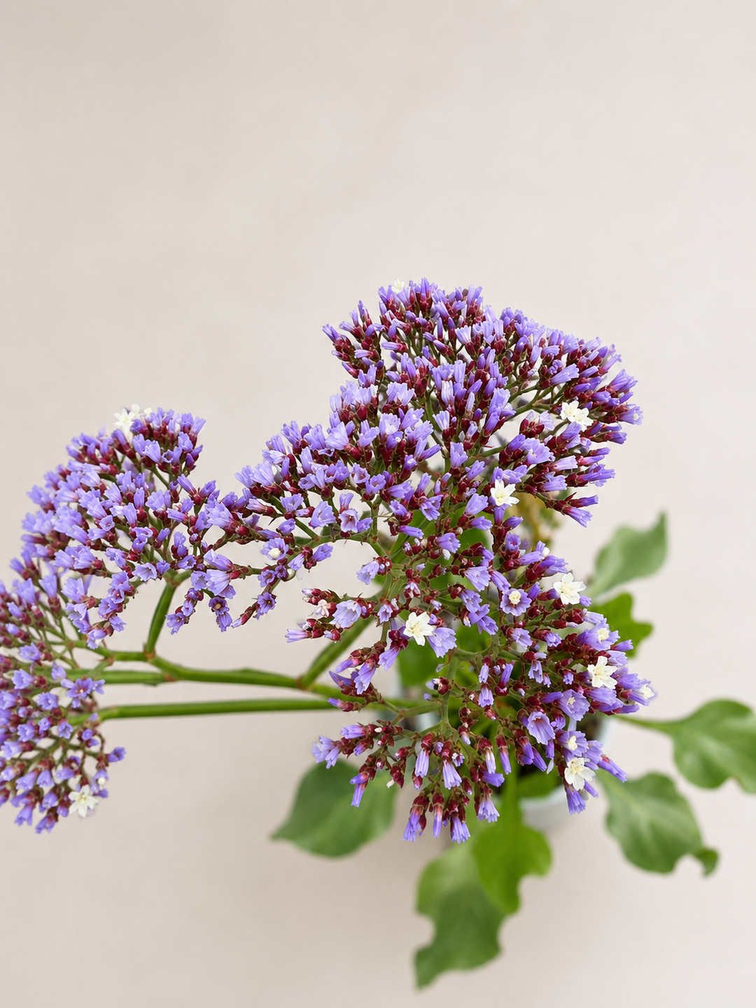 Limonium perezii