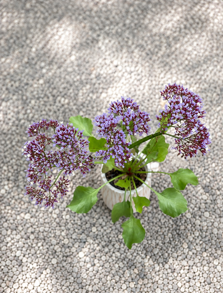 Limonium perezii