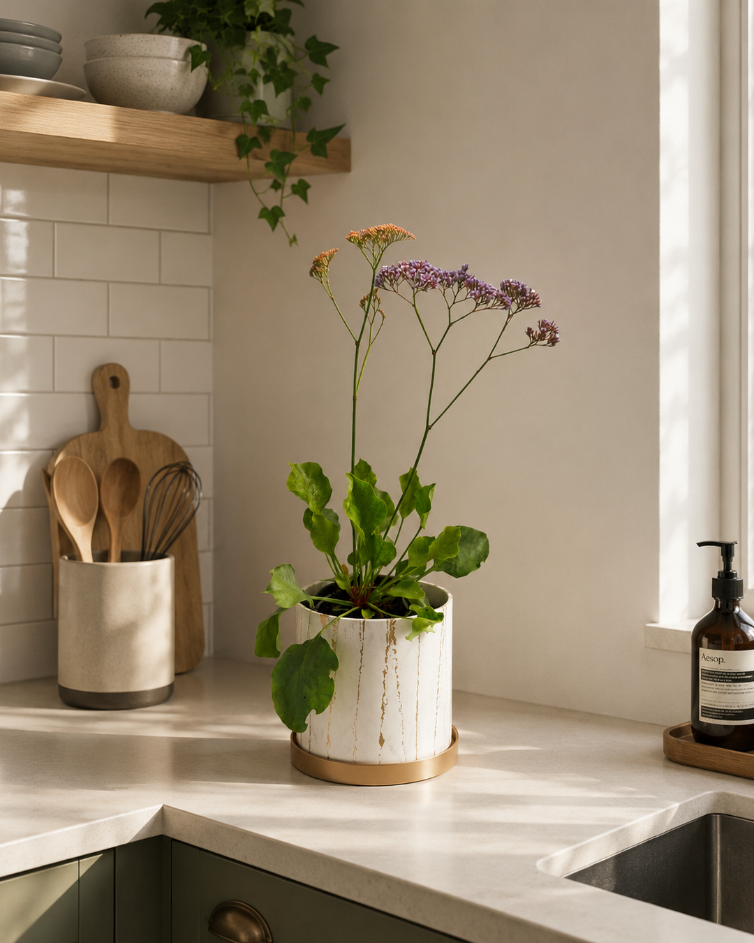 Limonium perezii