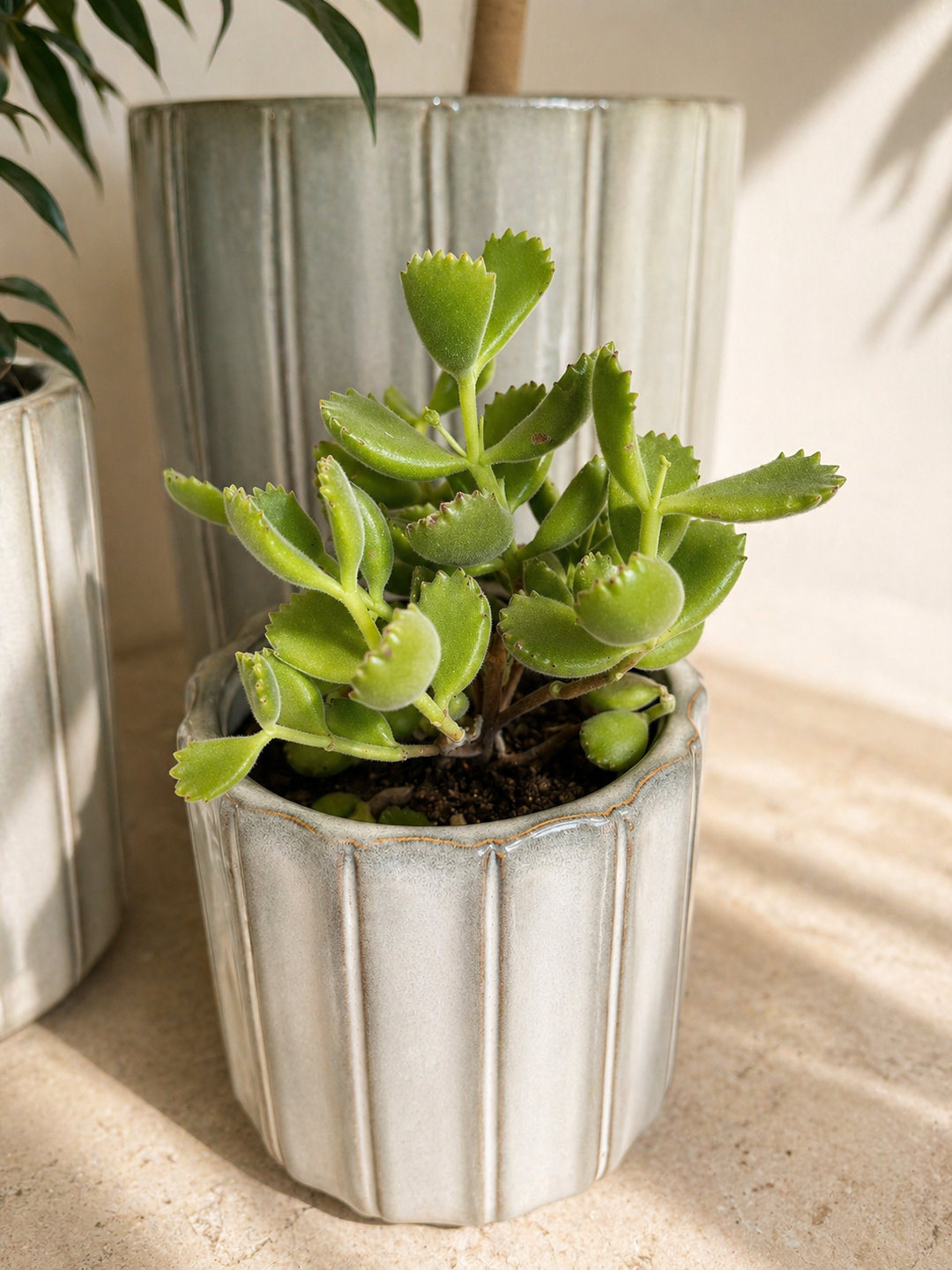 Garrita de Oso (Cotyledon tomentosa)