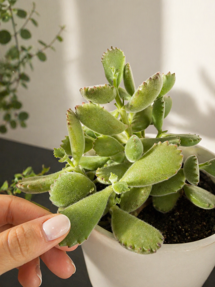 Garrita de Oso (Cotyledon tomentosa)