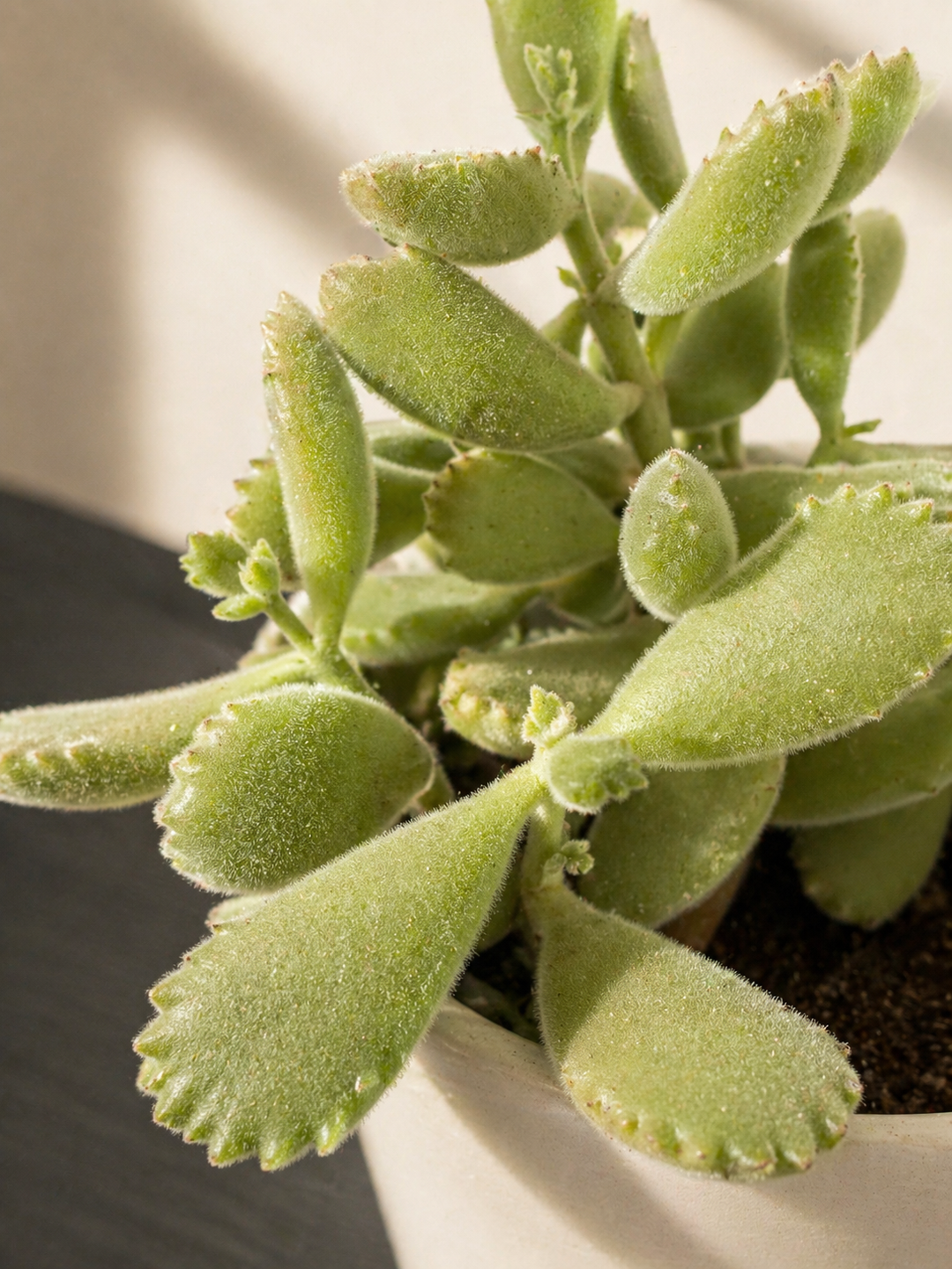 Garrita de Oso (Cotyledon tomentosa)