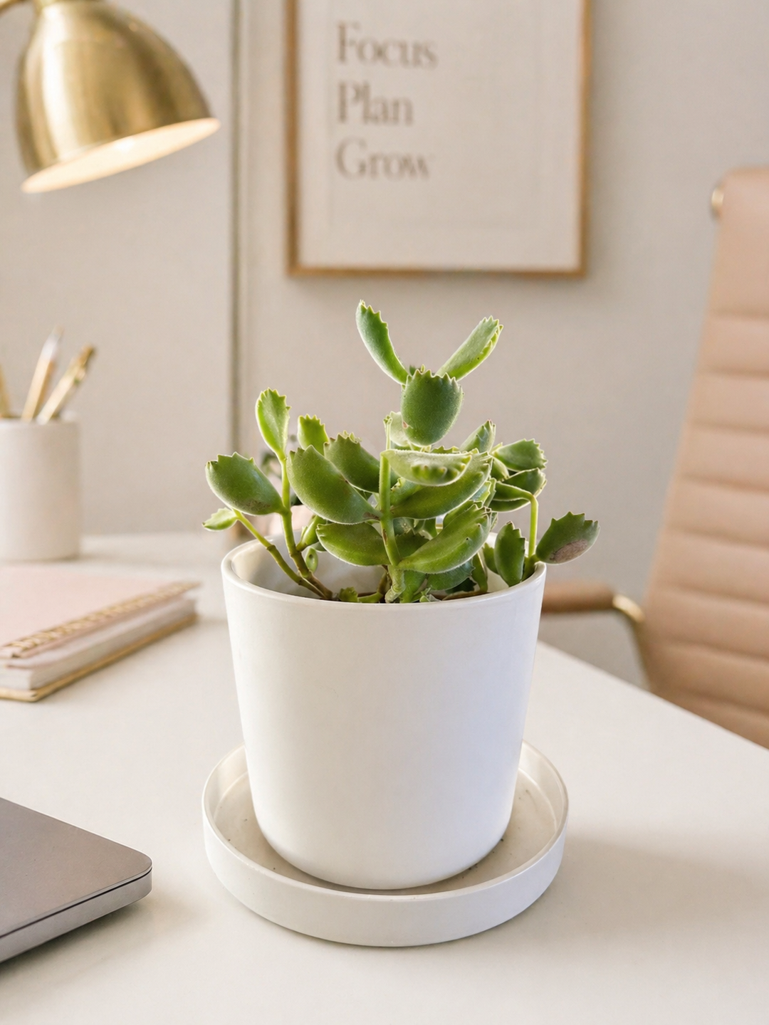 Garrita de Oso (Cotyledon tomentosa)