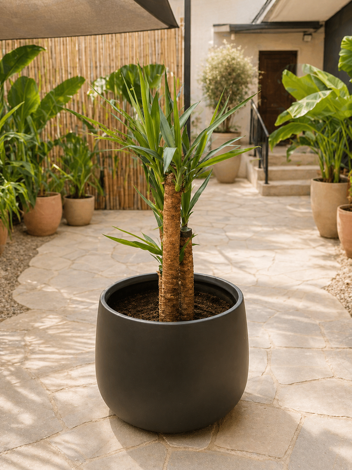 Marruecos 50x40 Negro (Macetero Fibra de Arcilla XXL)