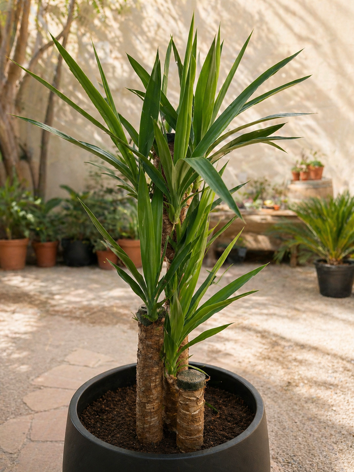 Yolanda XL (Yucca)