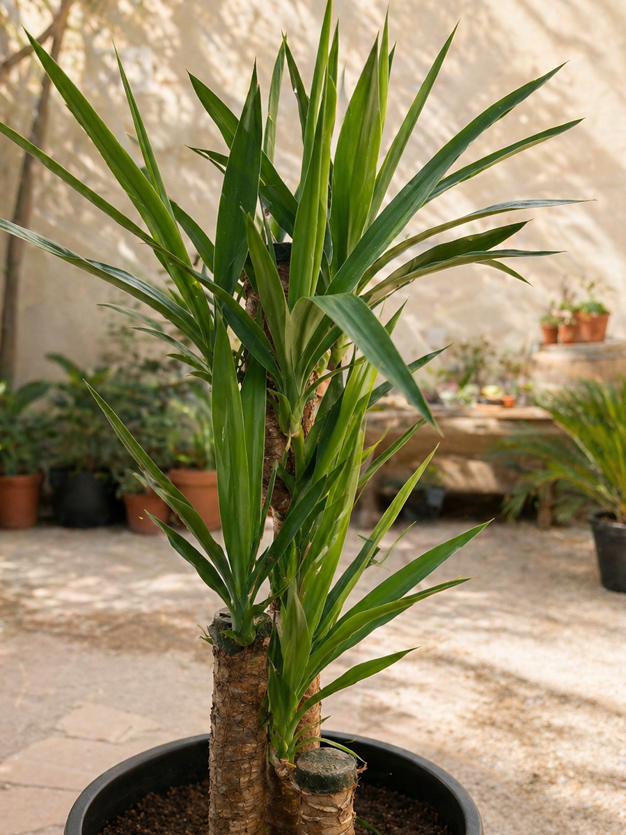 Yolanda XL (Yucca)