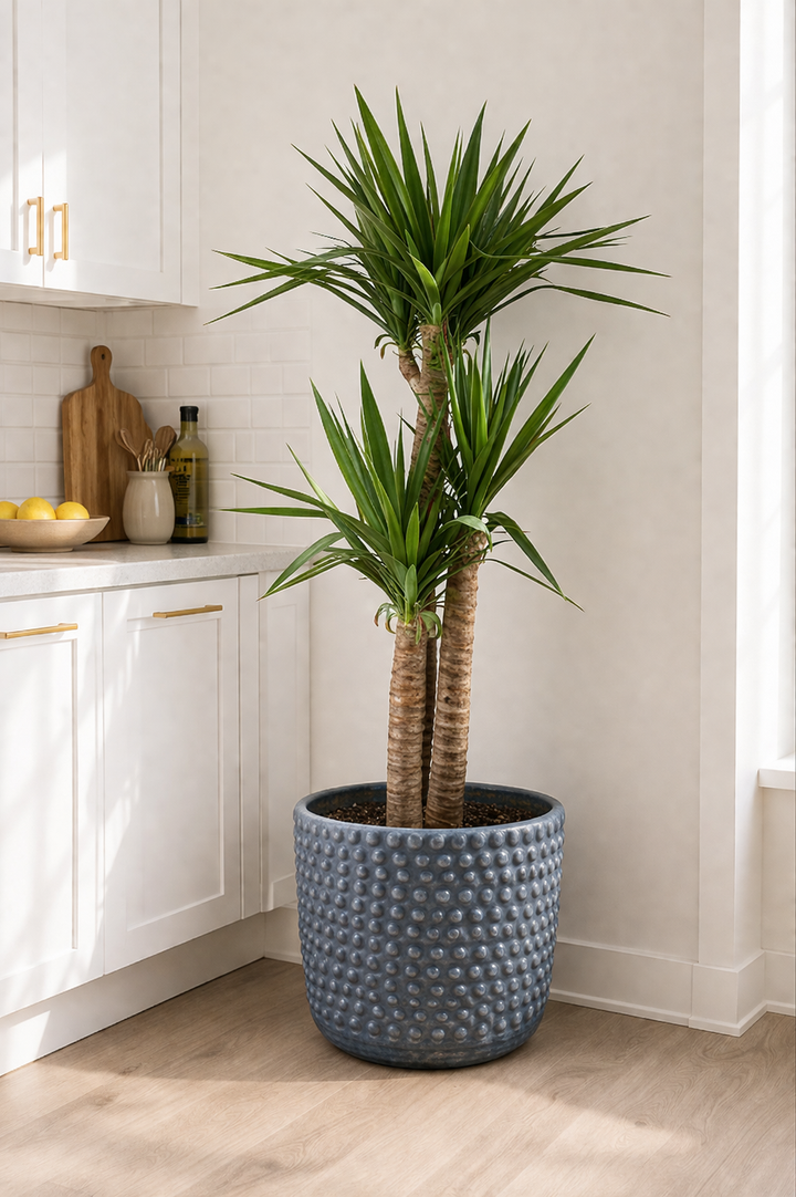 Yolanda XL (Yucca)