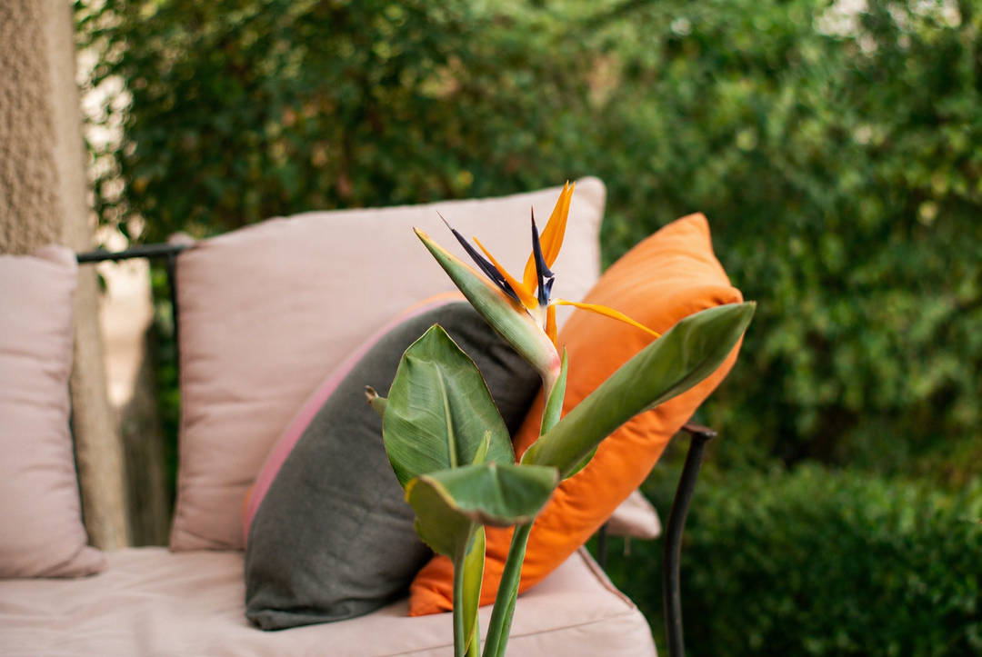 Flor Del Pájaro L (Strelitzia Reginae)