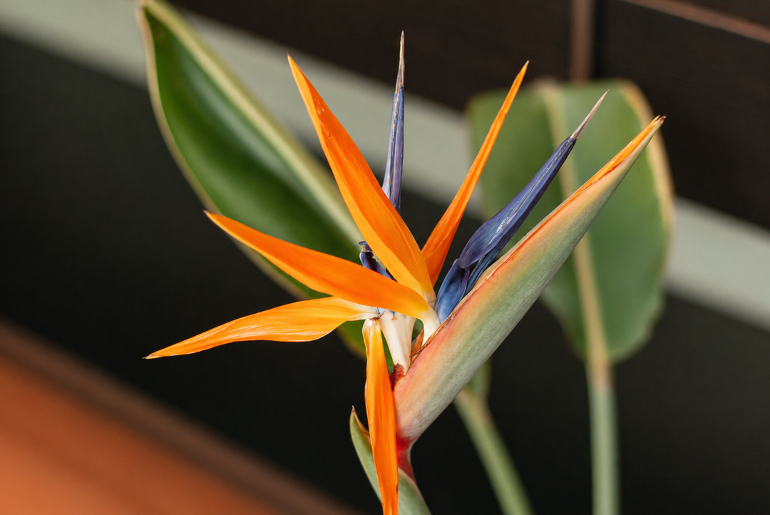 Flor Del Pájaro L (Strelitzia Reginae)