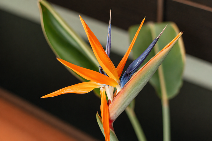 Flor Del Pájaro L (Strelitzia Reginae)
