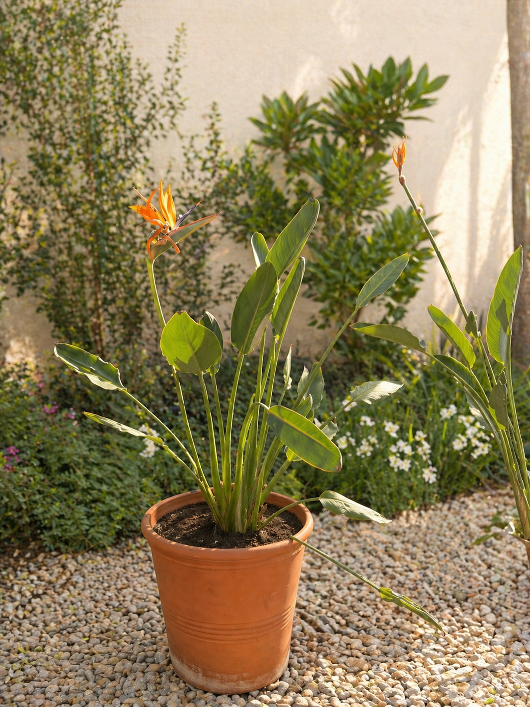 Flor Del Pájaro L (Strelitzia Reginae)