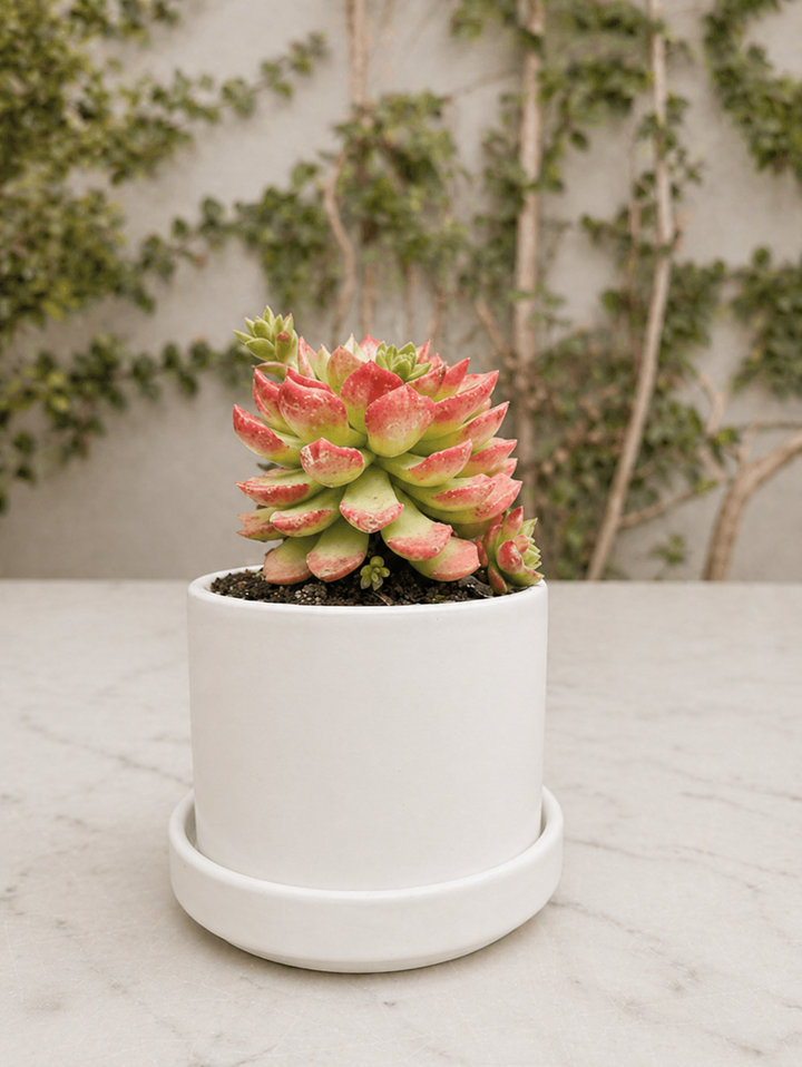 Pack de Zurich Blancos (Macetero de Ceramica)